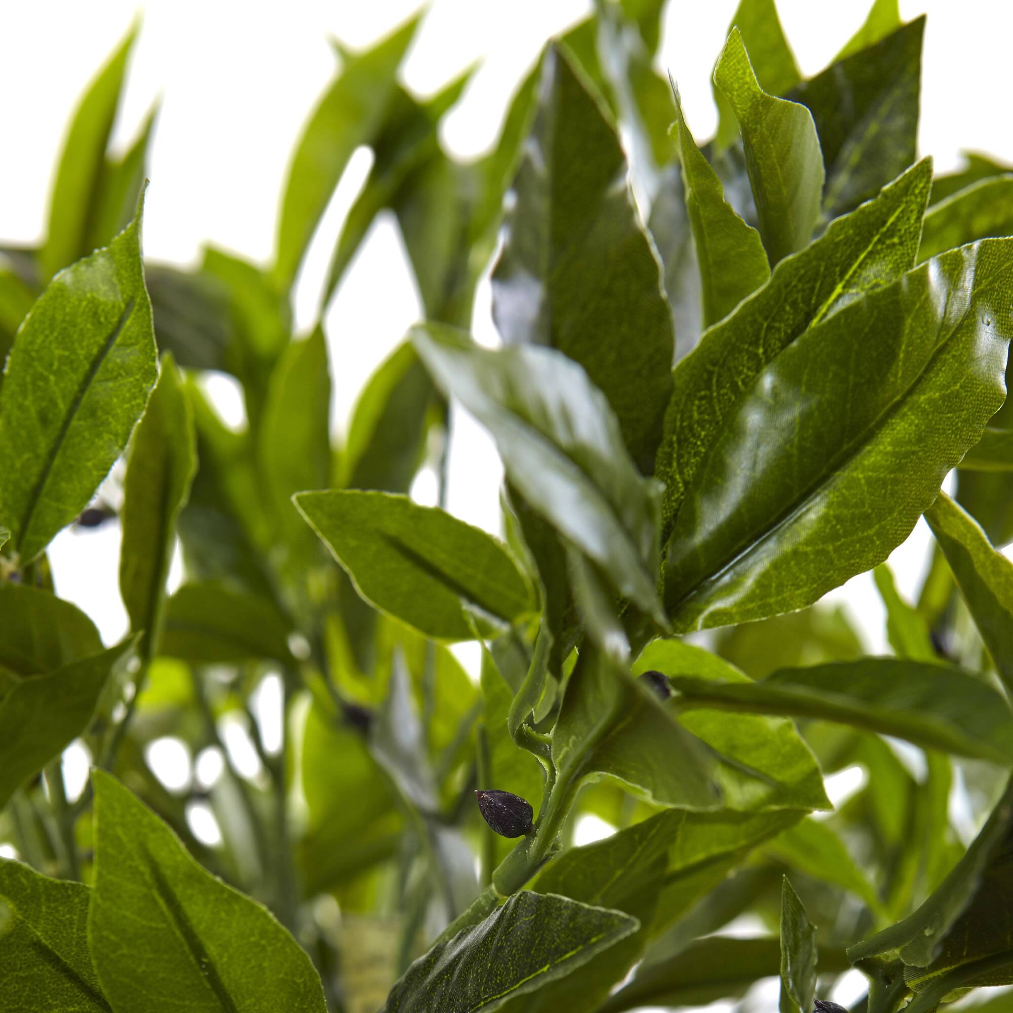 3.5ft. Bay Leaf Topiary in Black Wash Planter